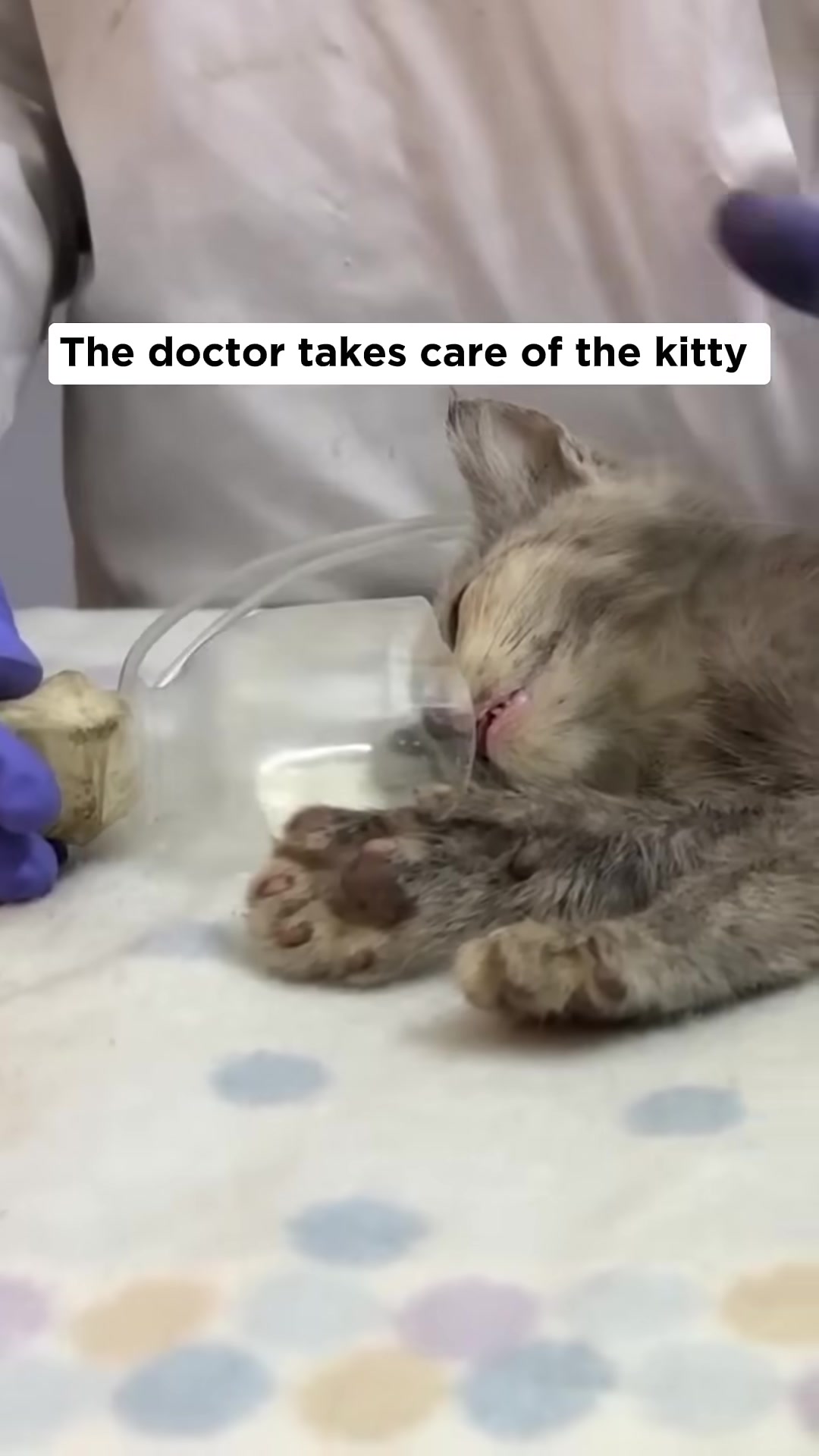 A person carefully holding a small, sleeping grey kitten close to their chest.