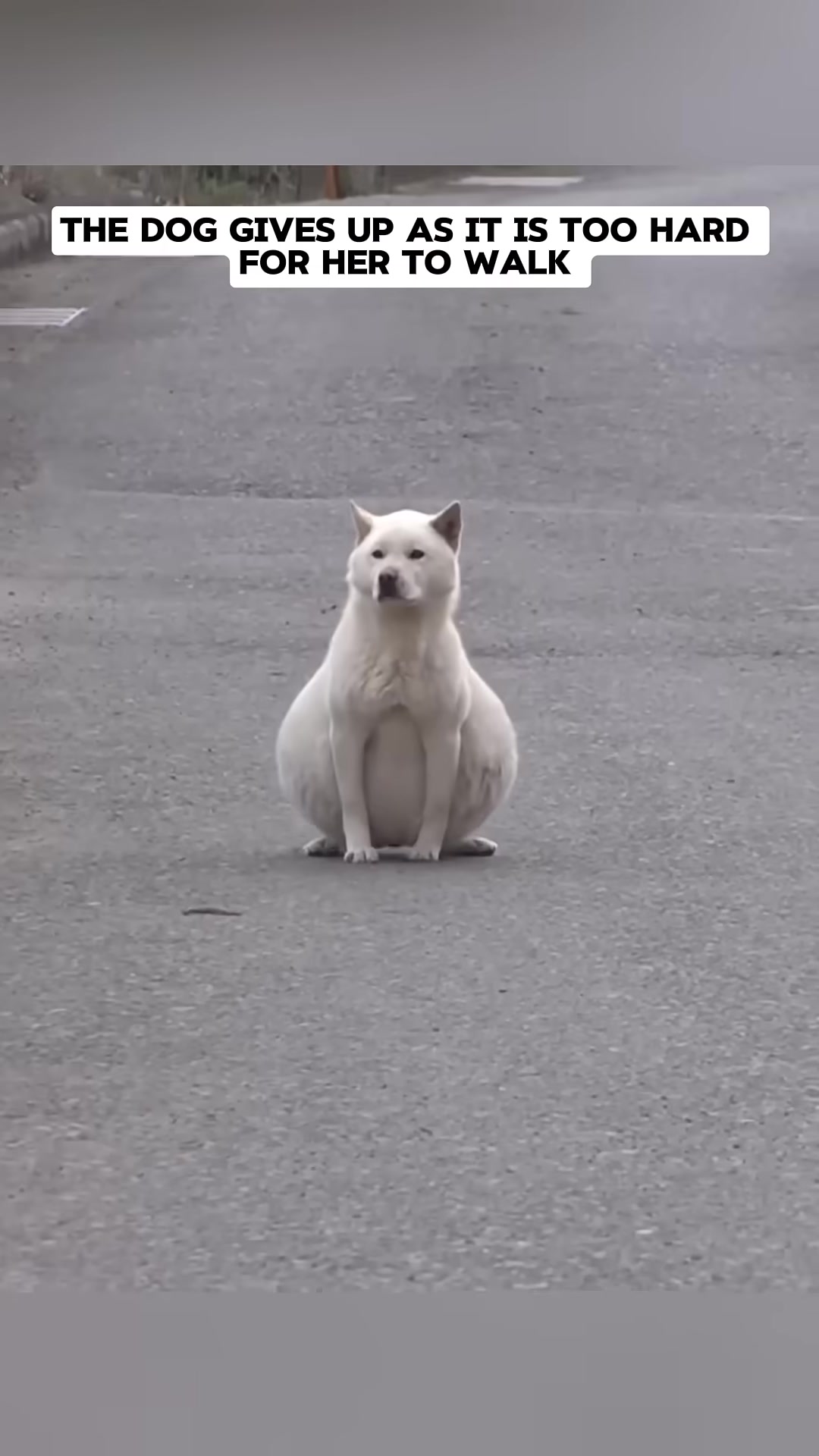 A pregnant dog sits on the ground, looking exhausted and forlorn.