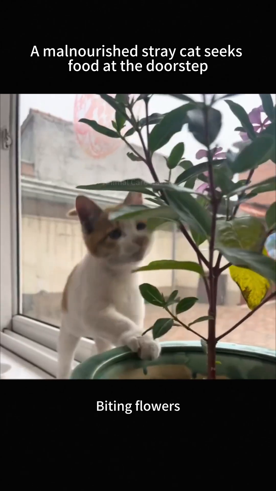 A cat playfully batting at the leaves and flowers of a potted plant.