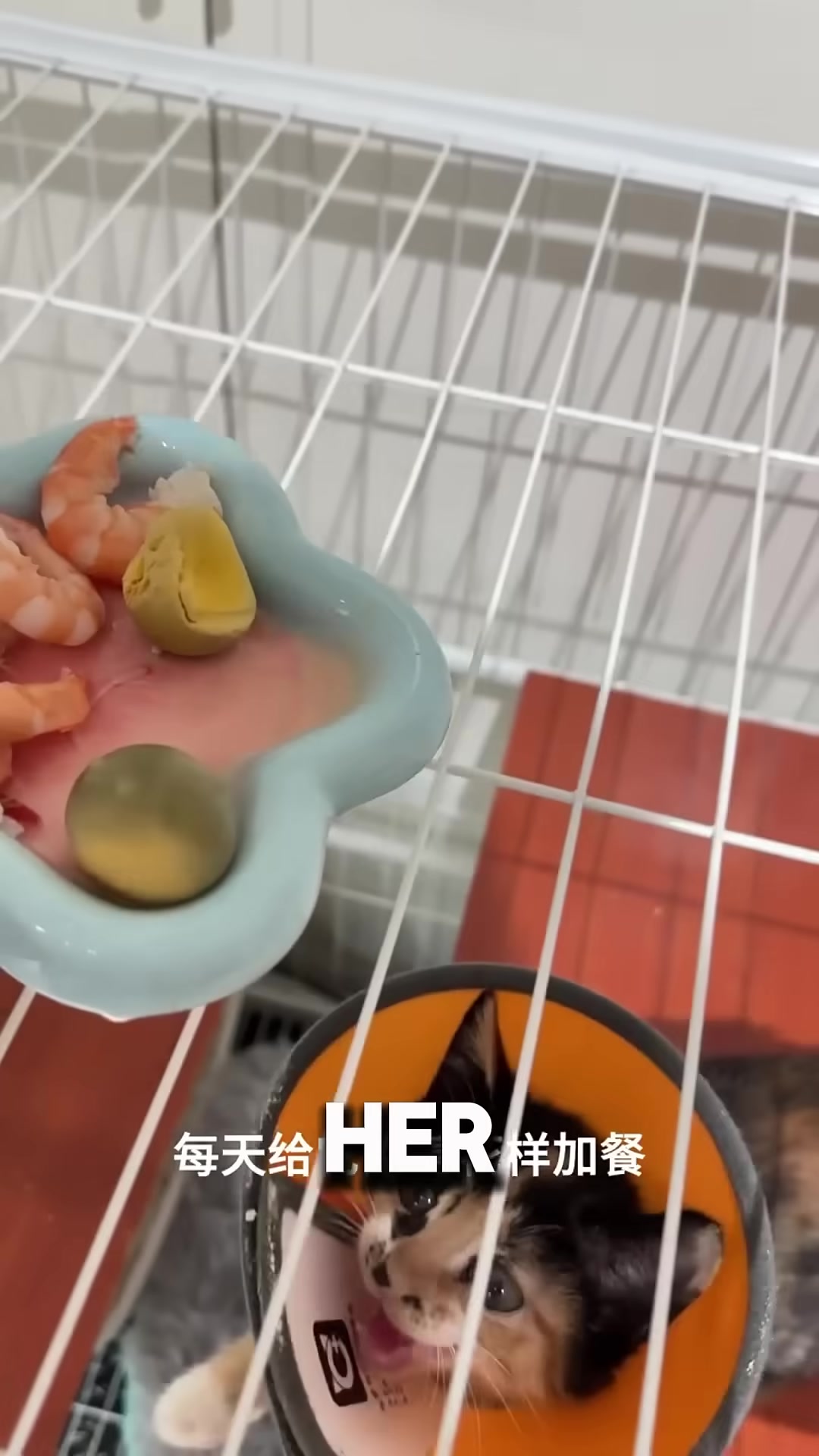 A healthy, glossy-coated kitten eating from a small bowl with contentment.