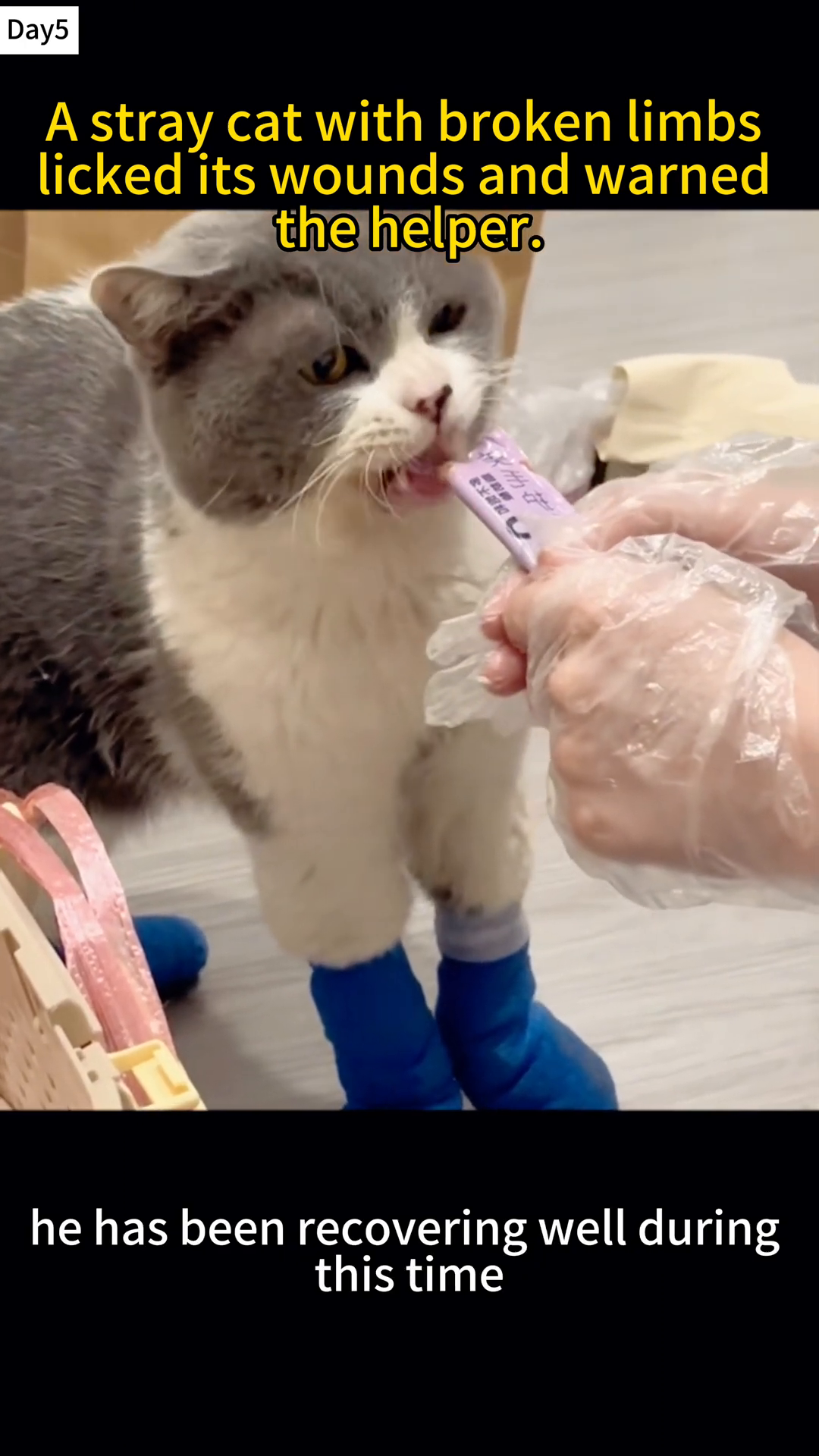 A cat with blue bandages on its legs looks alert and healthy.