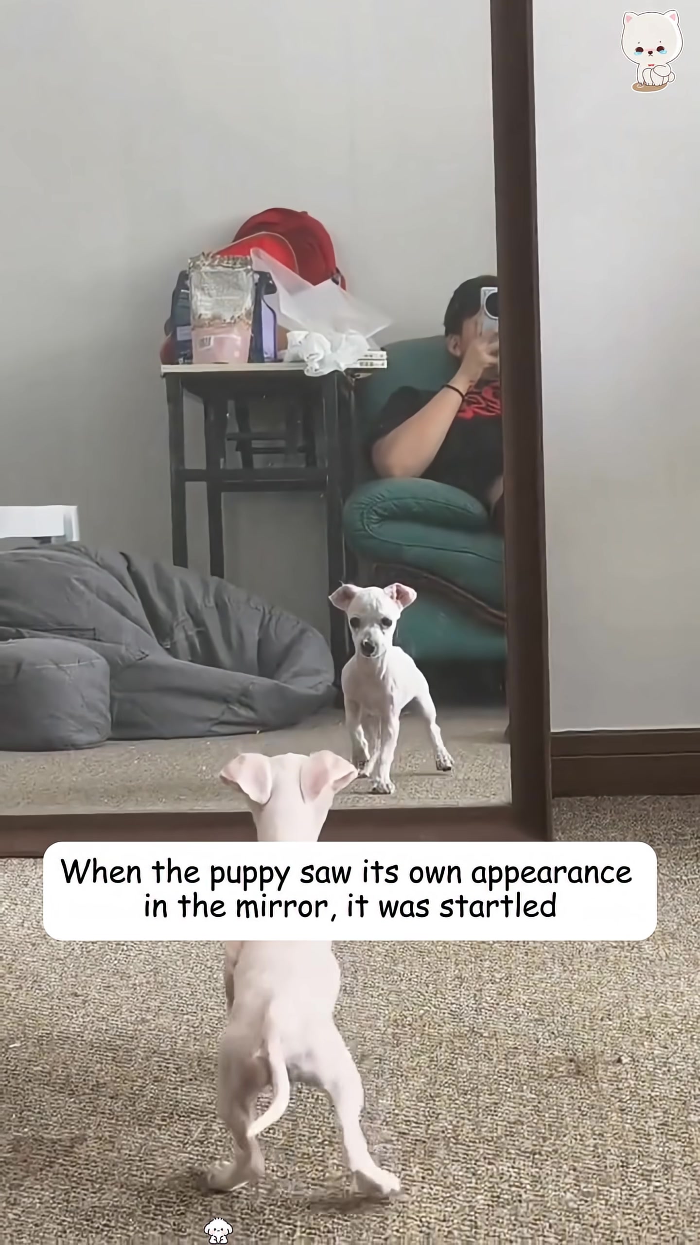 A clean, white puppy with short fur looks into a mirror, appearing startled.