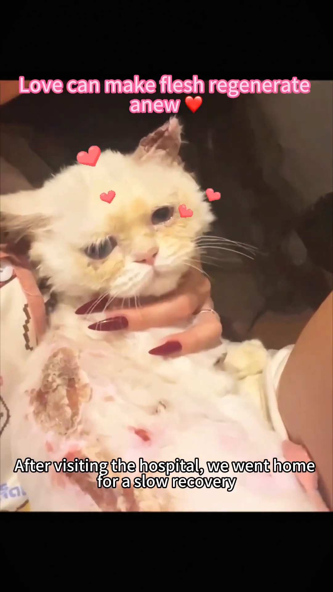 A hand gently strokes the head of the recovering cat, who looks content.