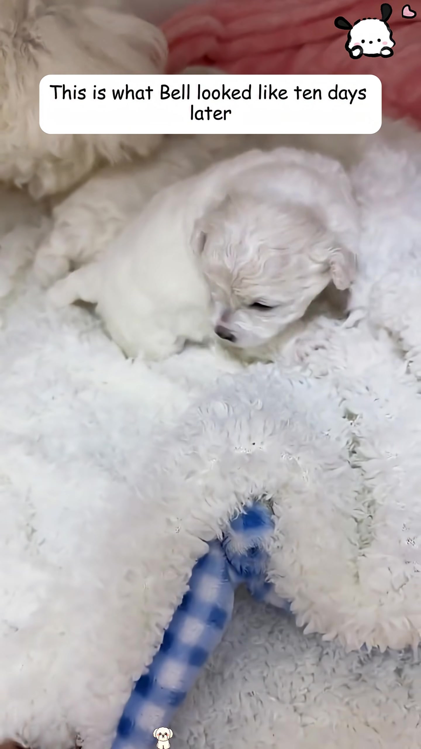 A fluffy white puppy, Bell, lies nestled in a soft blanket, looking healthy and content.