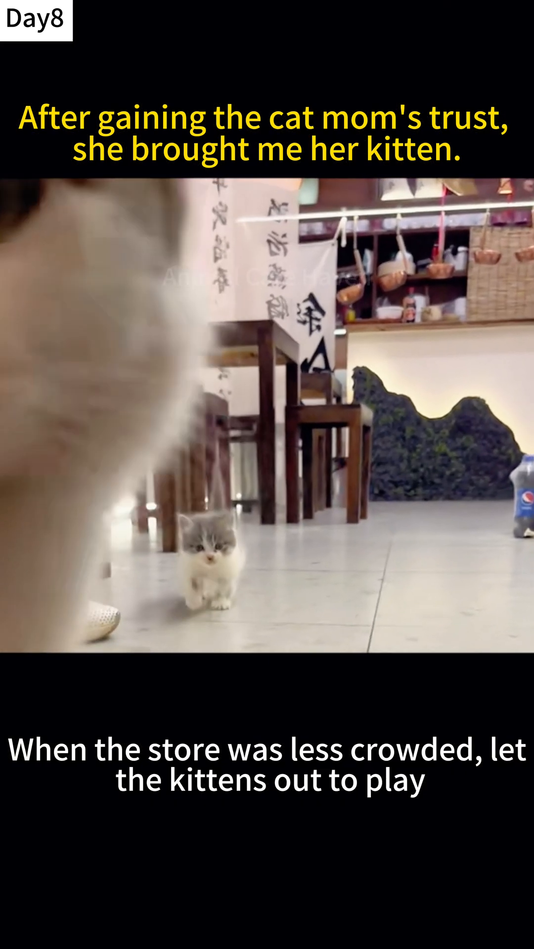 Kittens playfully chasing each other around the store.