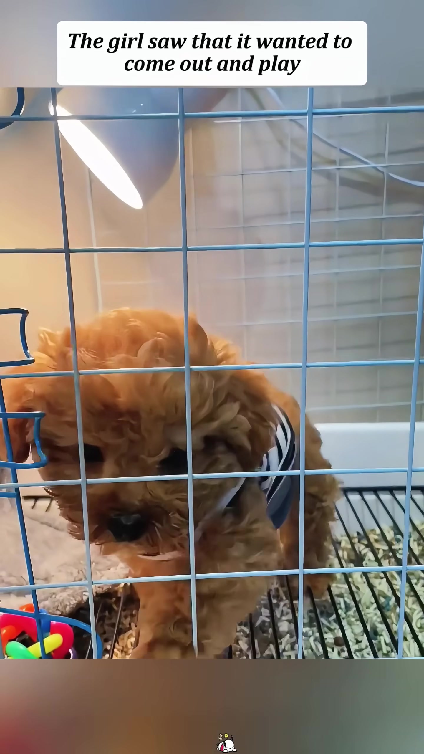 A puppy wearing a striped shirt is looking out from a cage.