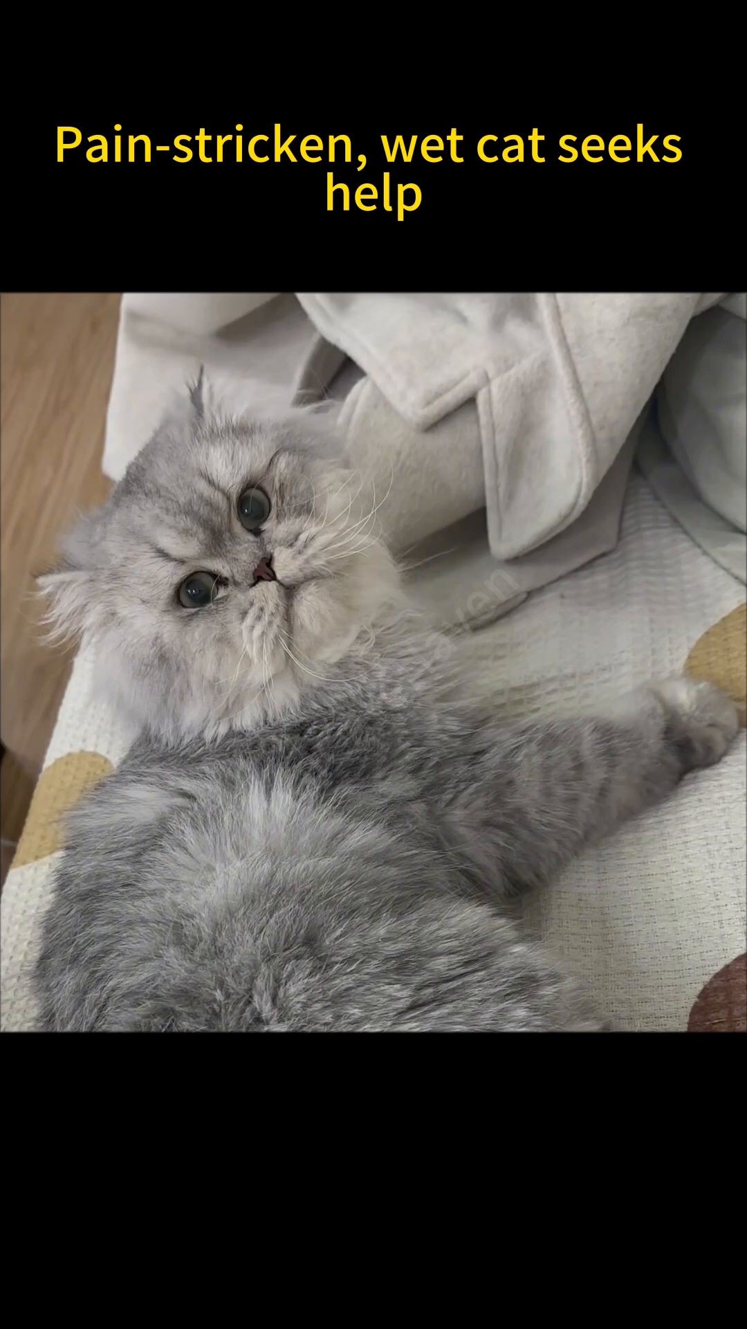 The cat, now looking healthier and with more fur, is able to stand.