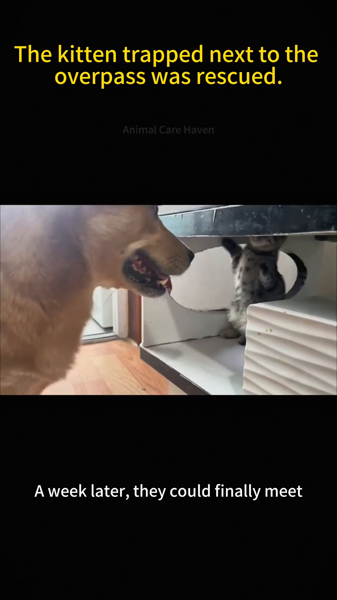 The kitten playfully interacts with a golden dog, showing the start of their friendship.