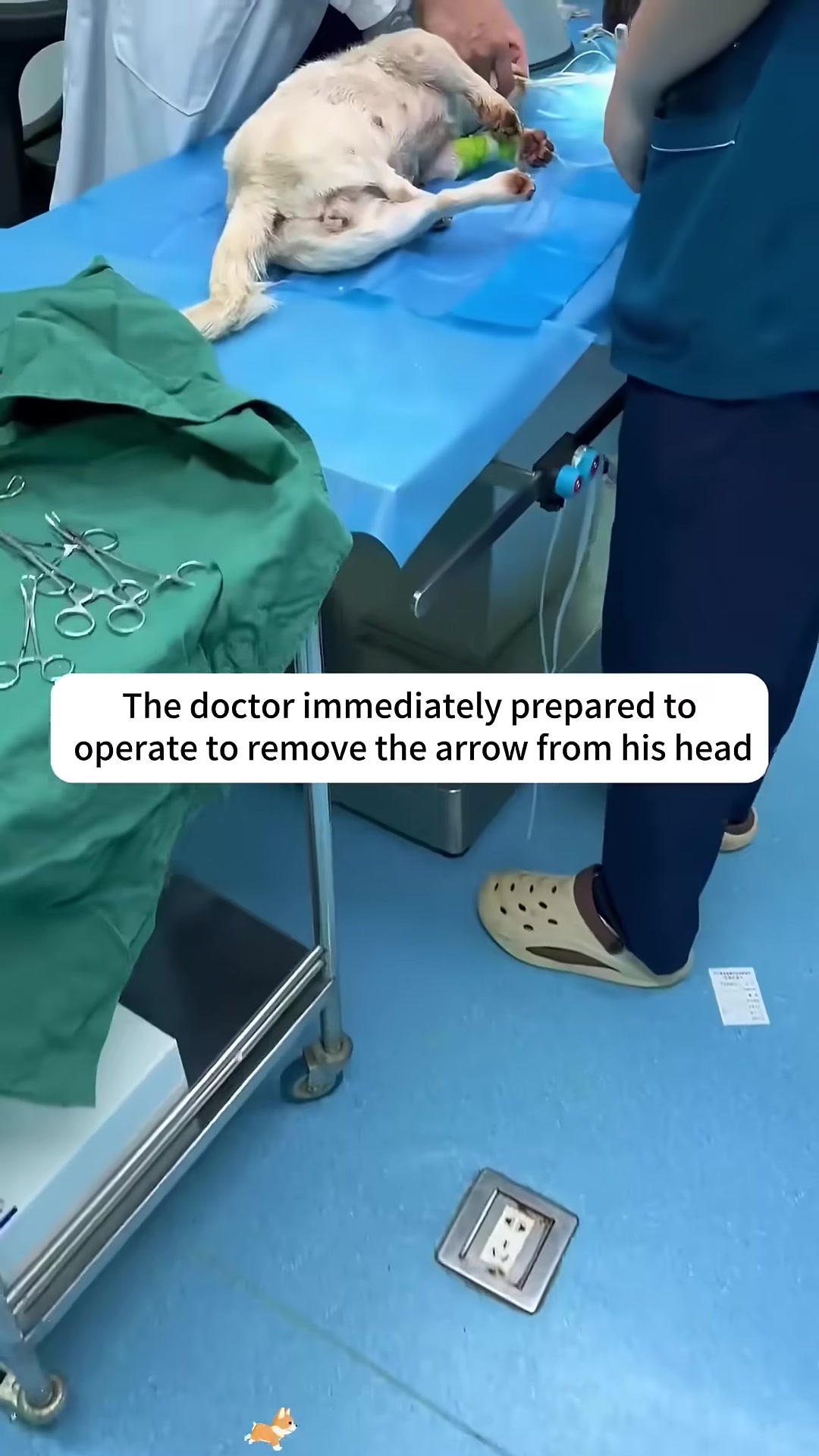 A veterinarian in surgical attire operates on a puppy lying on an examination table.