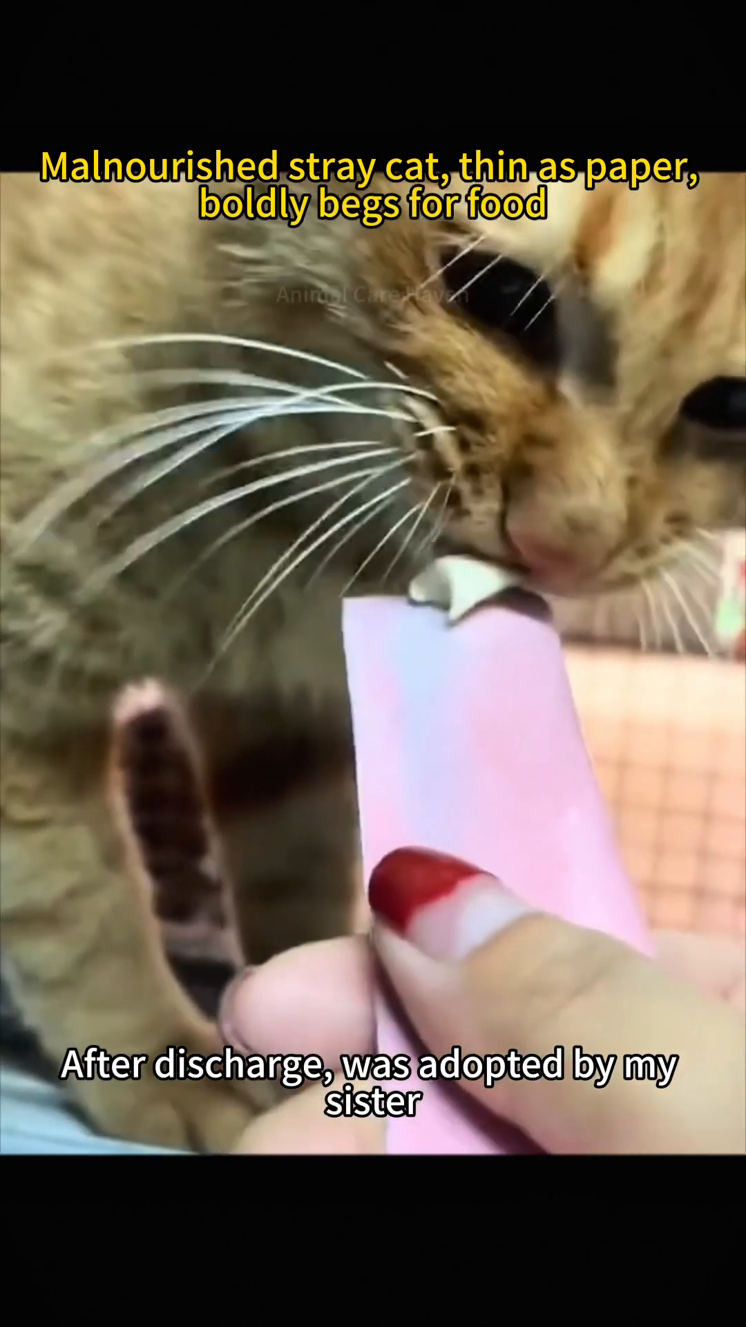 A person offers a treat from a pink tube to an orange cat.