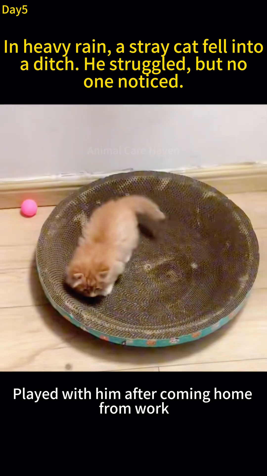 A small orange kitten is playfully batting at a toy in a scratching post.
