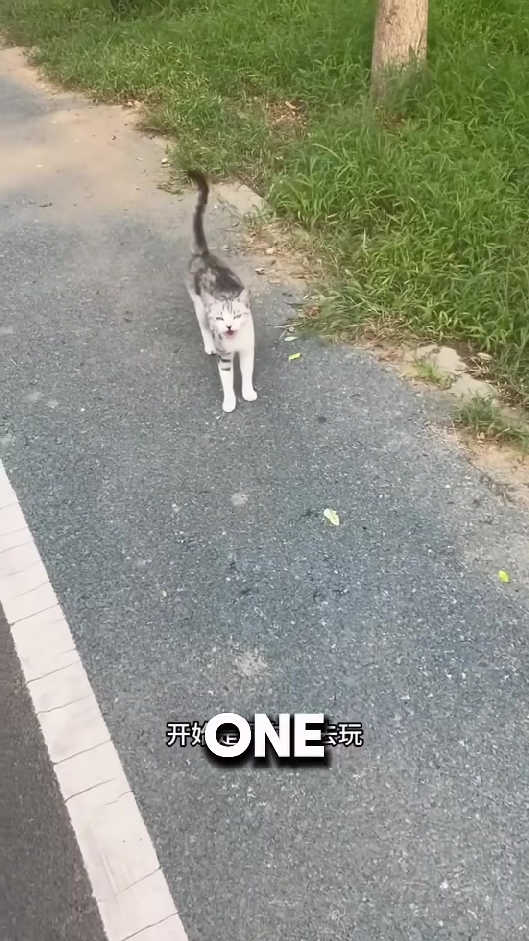 A cat being carried lovingly in the arms of a stranger.