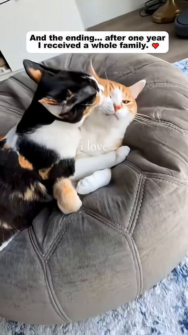 Two cats, one orange and white, the other calico, cuddling together on a soft cushion.