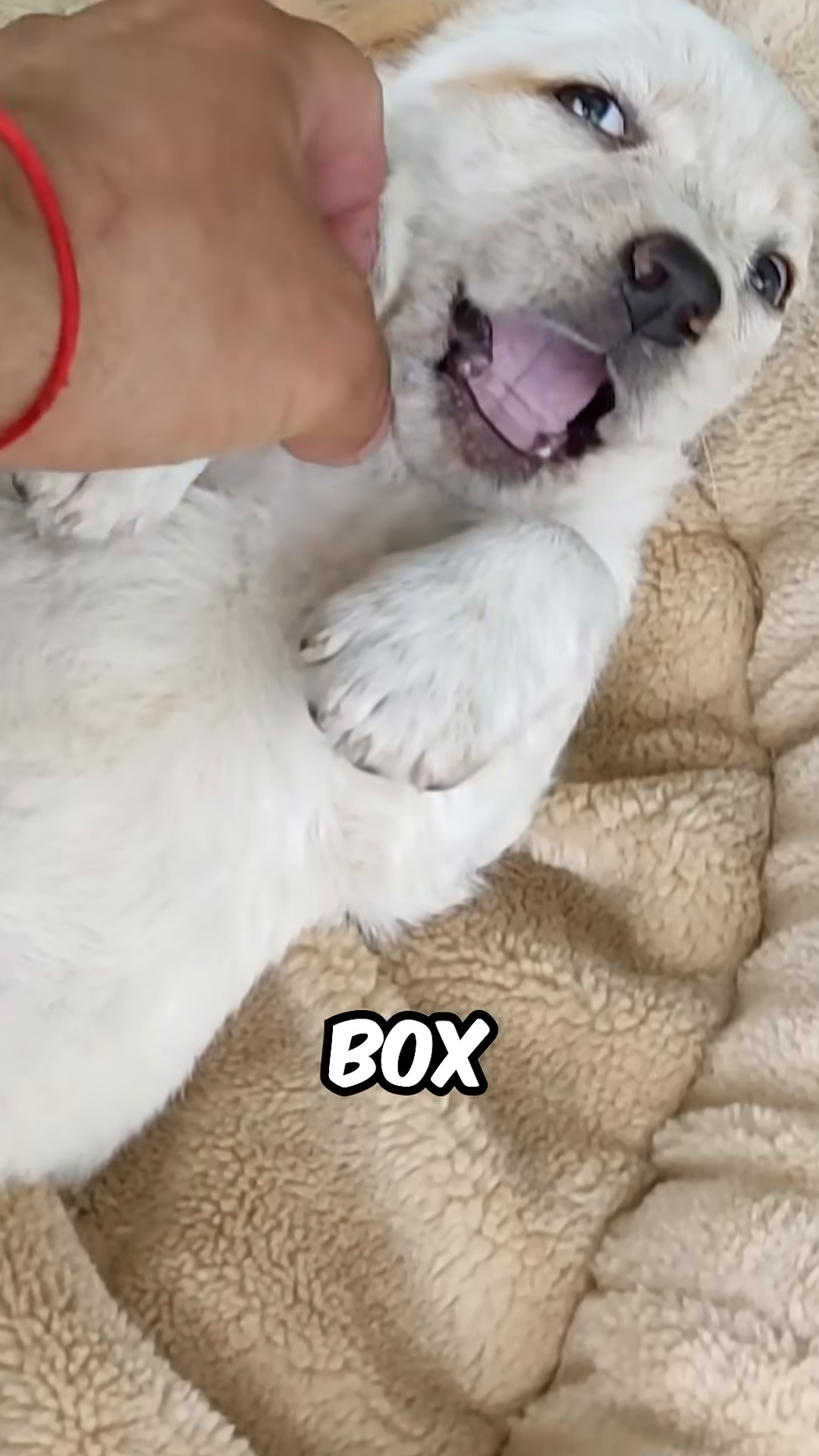 A puppy lying on its back, being gently petted, looking relaxed.