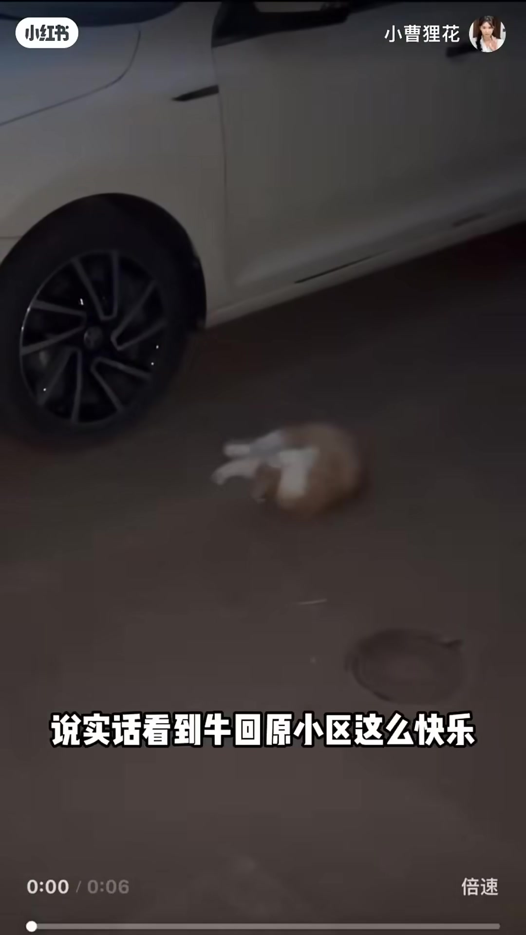 The orange cat walking away into an alley, looking back once.