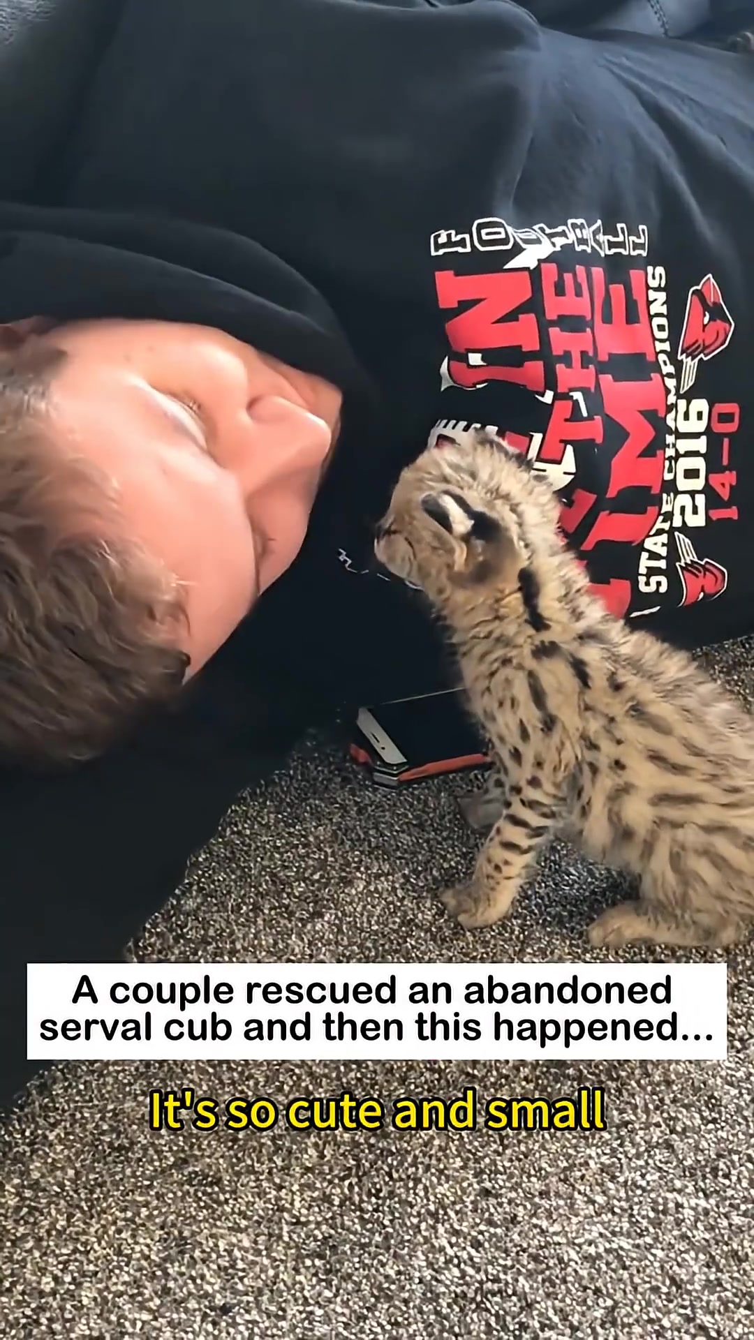 The serval cub playfully interacts with a person.