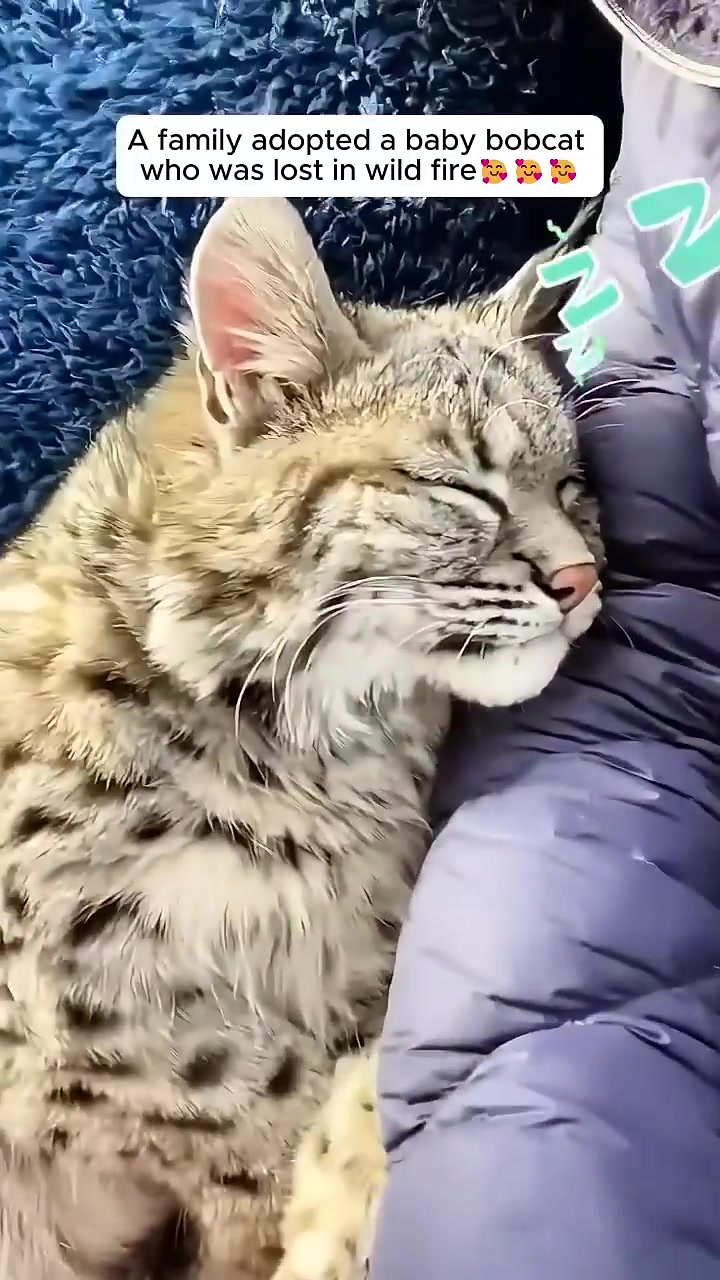 A bobcat kitten sleeps soundly, nestled against a person's arm.