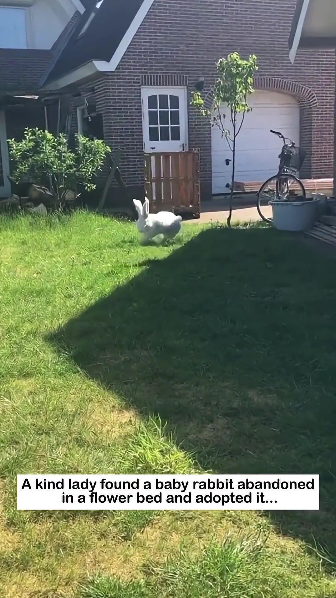 A healthy, white rabbit hops across a green lawn in the sunshine.