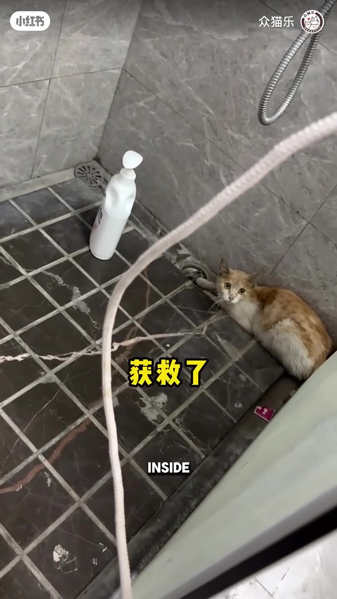 A rescuer holding the cat safely after the rescue.