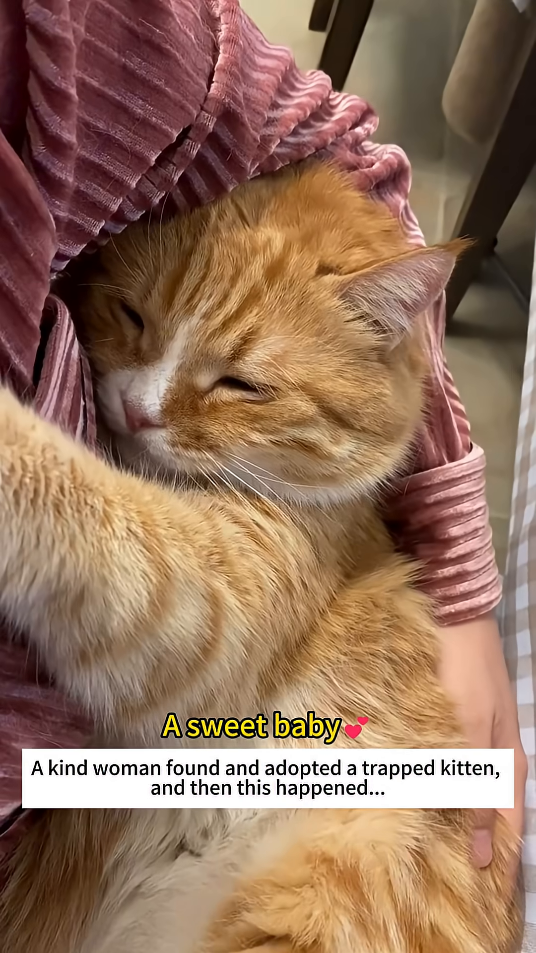 A ginger cat is sleeping soundly, being held in someone's arms.