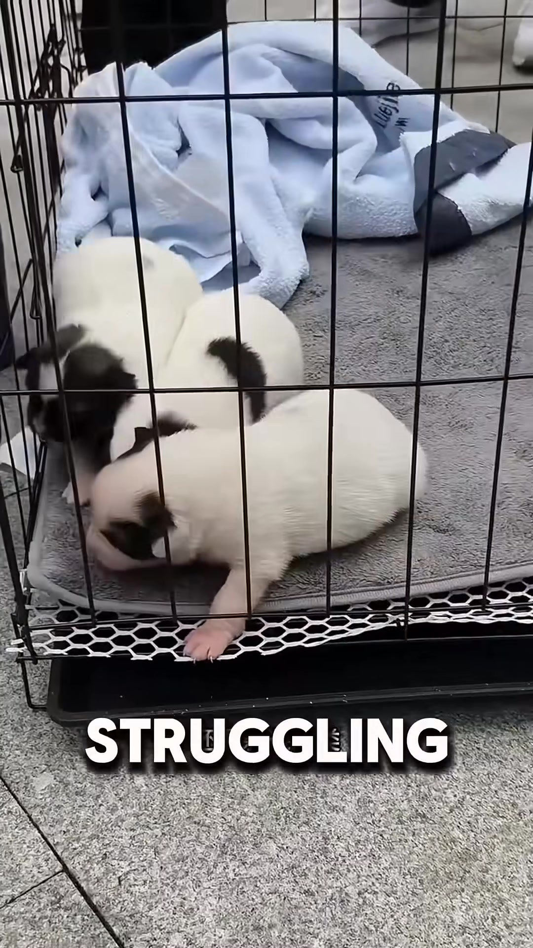 The rescued dog-mom finally relaxing, realizing the humans are helping her.