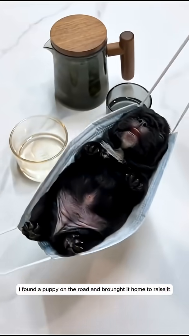 A tiny puppy is sleeping in a hammock made from a face mask.