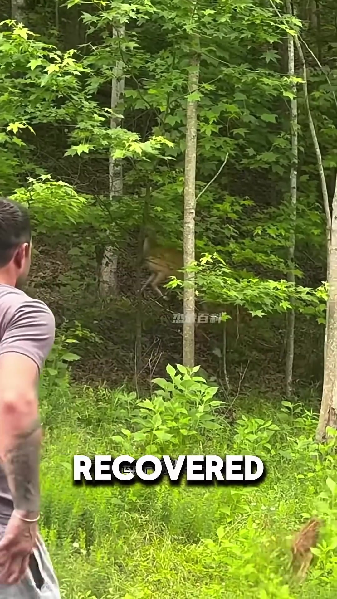 A farmer standing at an open gate, watching two deer walk away into a forest.