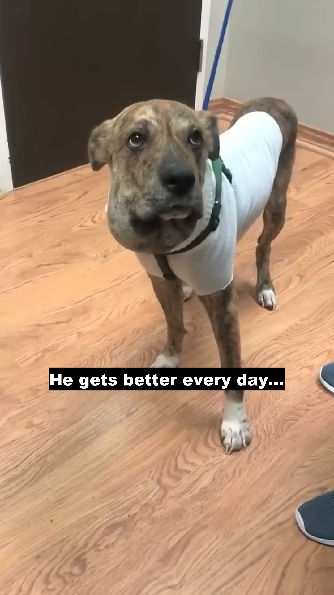 A dog with a swollen face and wearing a white medical shirt looks at the camera.