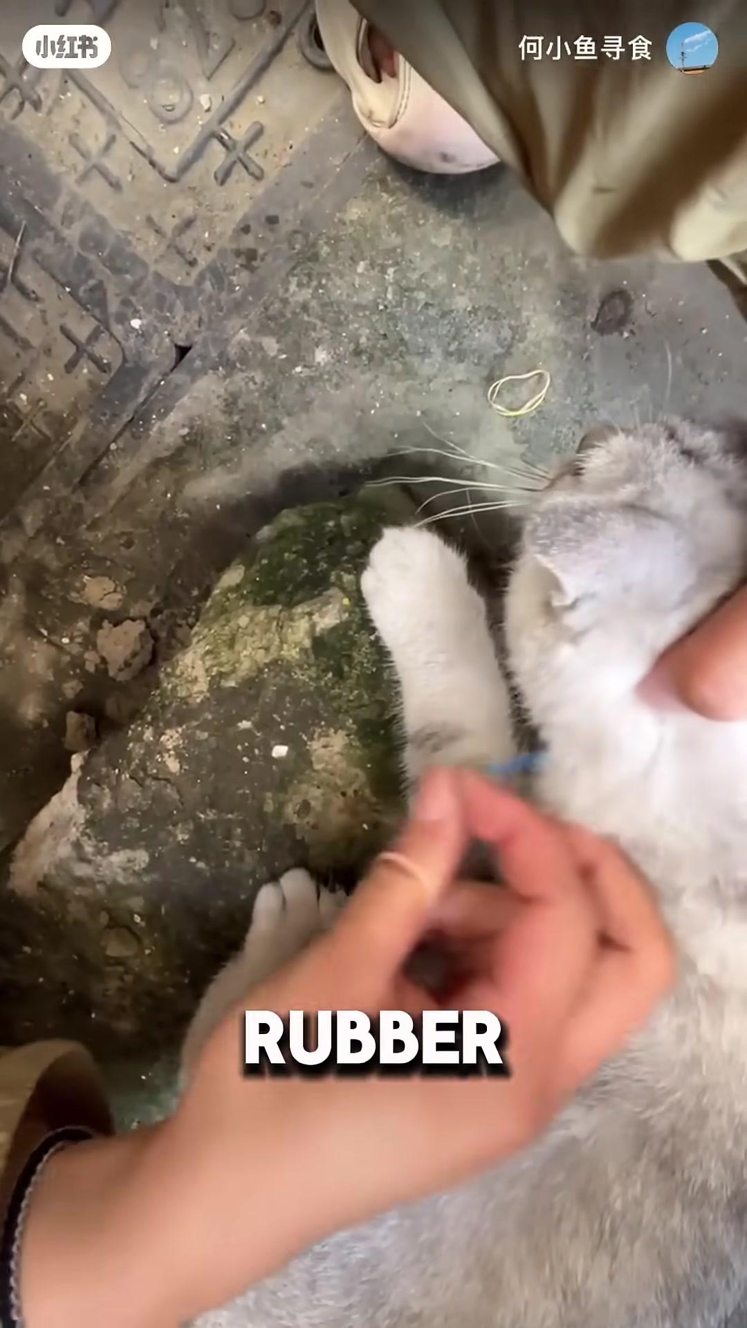 The cat is free and safe after the rescue.