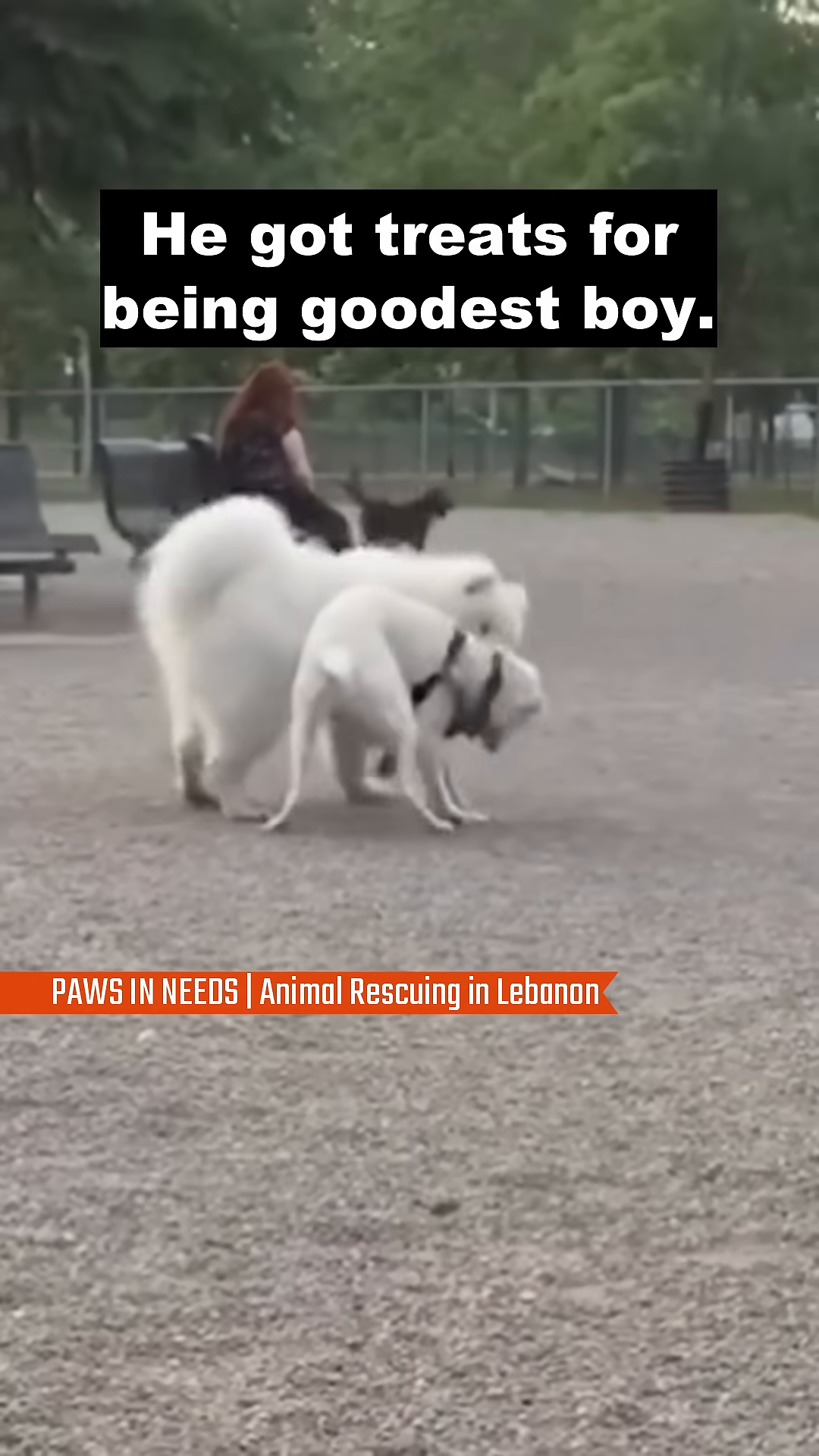 Two dogs playing together joyfully in a park.
