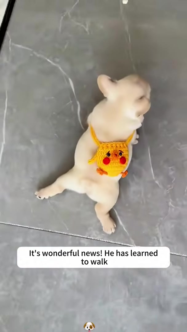 A puppy wearing a small, cute backpack, attempting to walk.