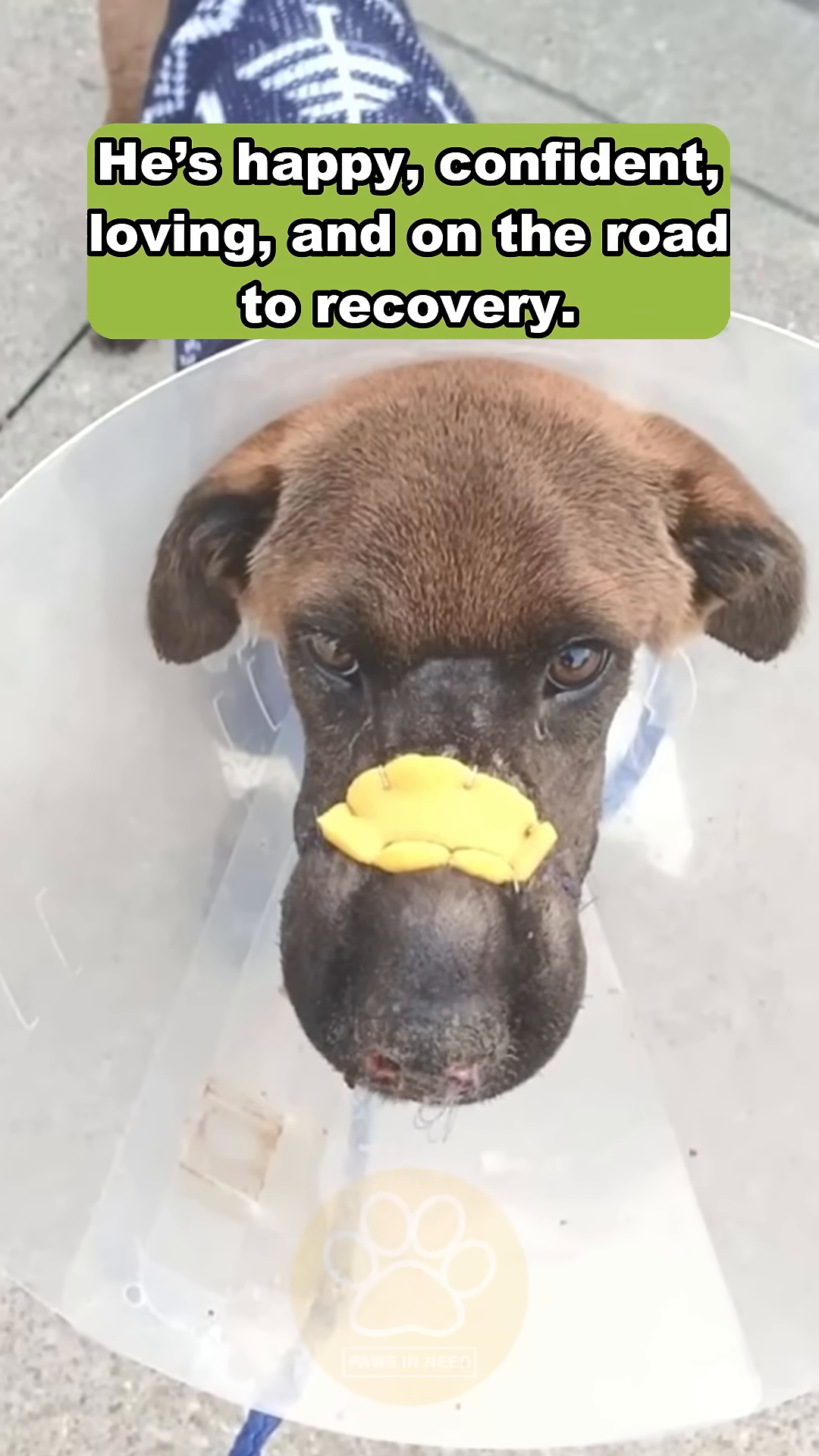 Vinny, looking much healthier, with a bright expression, wearing a cone.
