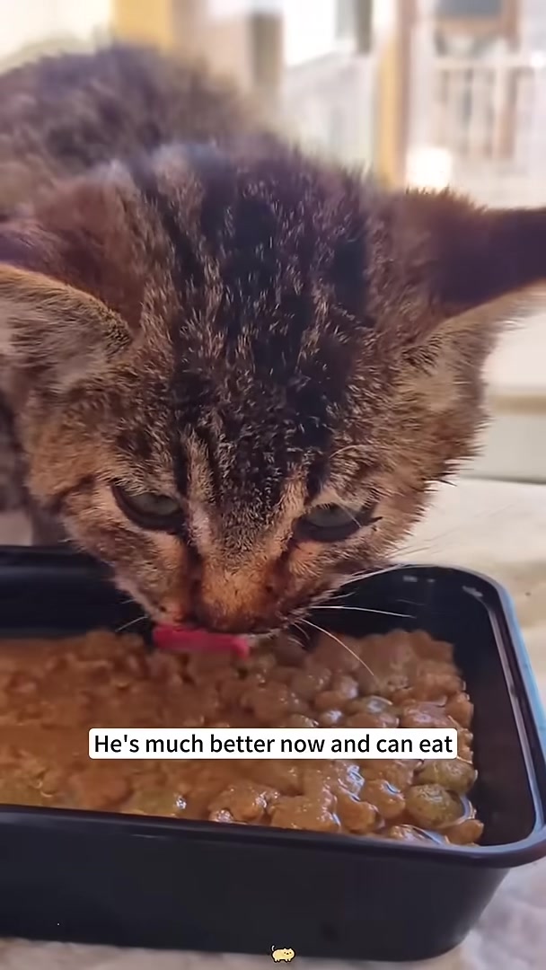 A cat eating eagerly from a food container.