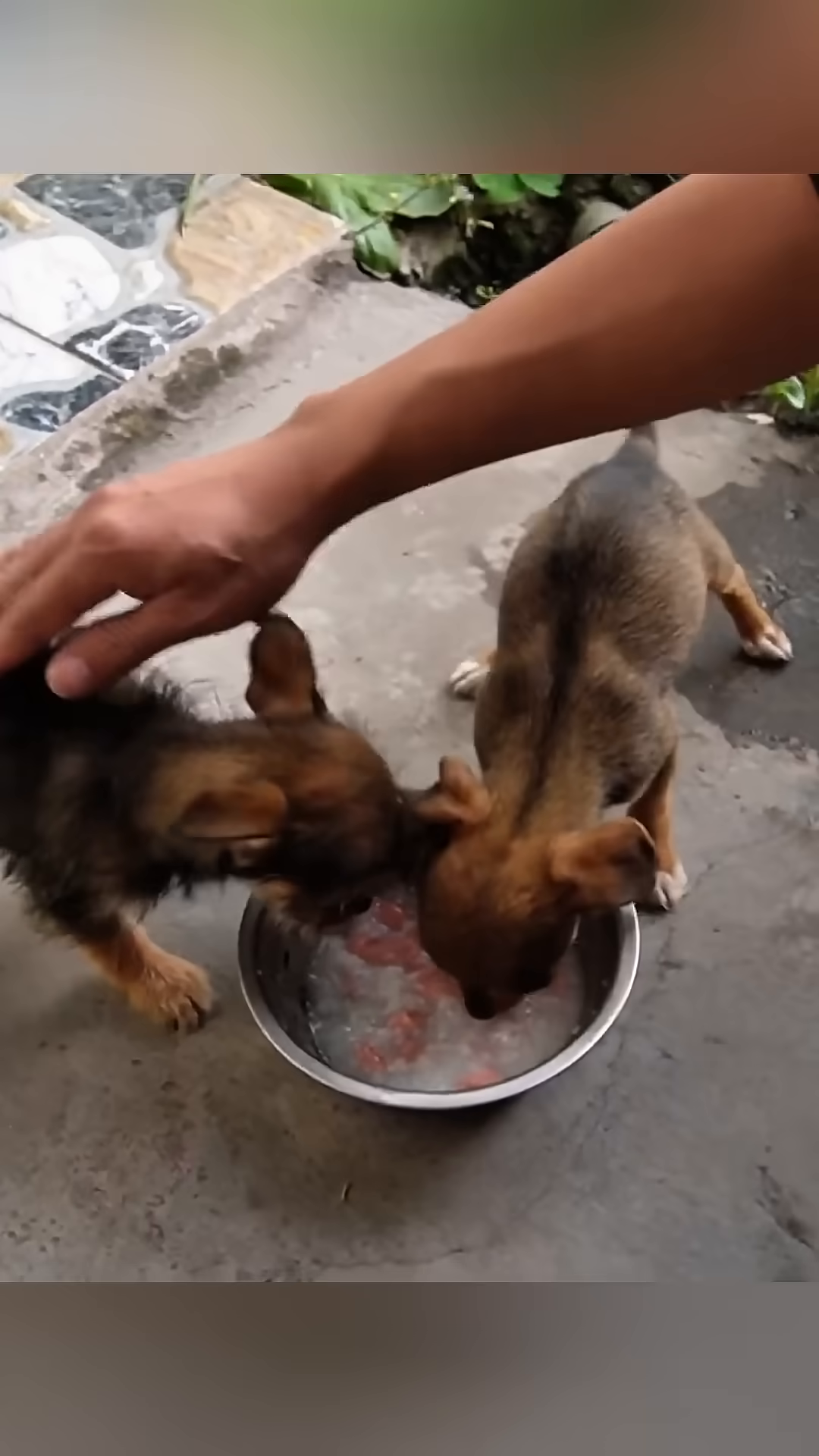 A person pets the two puppies as they eat from a shared bowl.