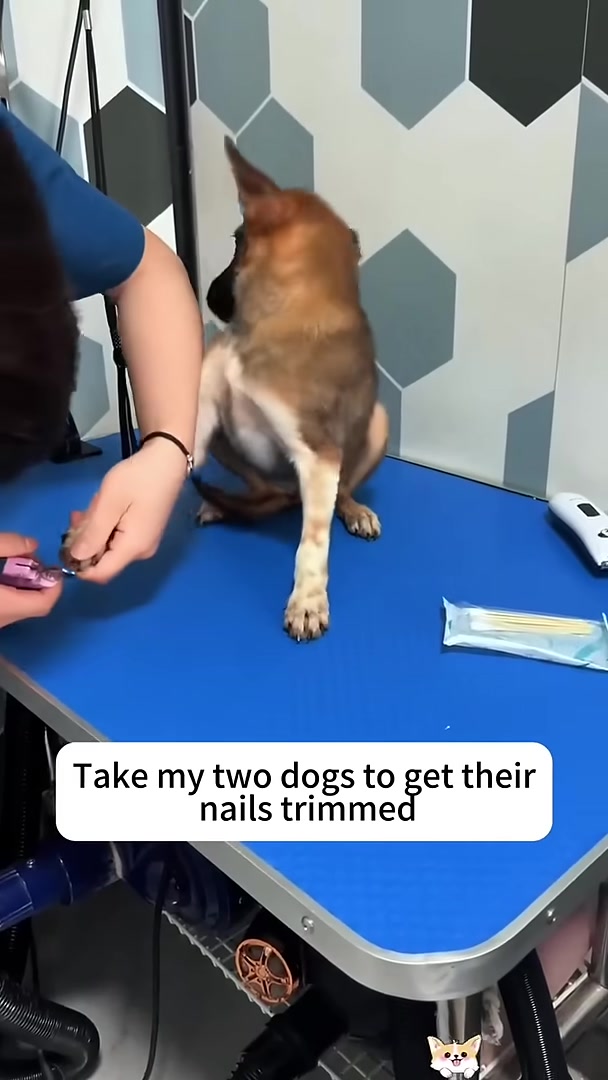 A person trimming a puppy's nails.
