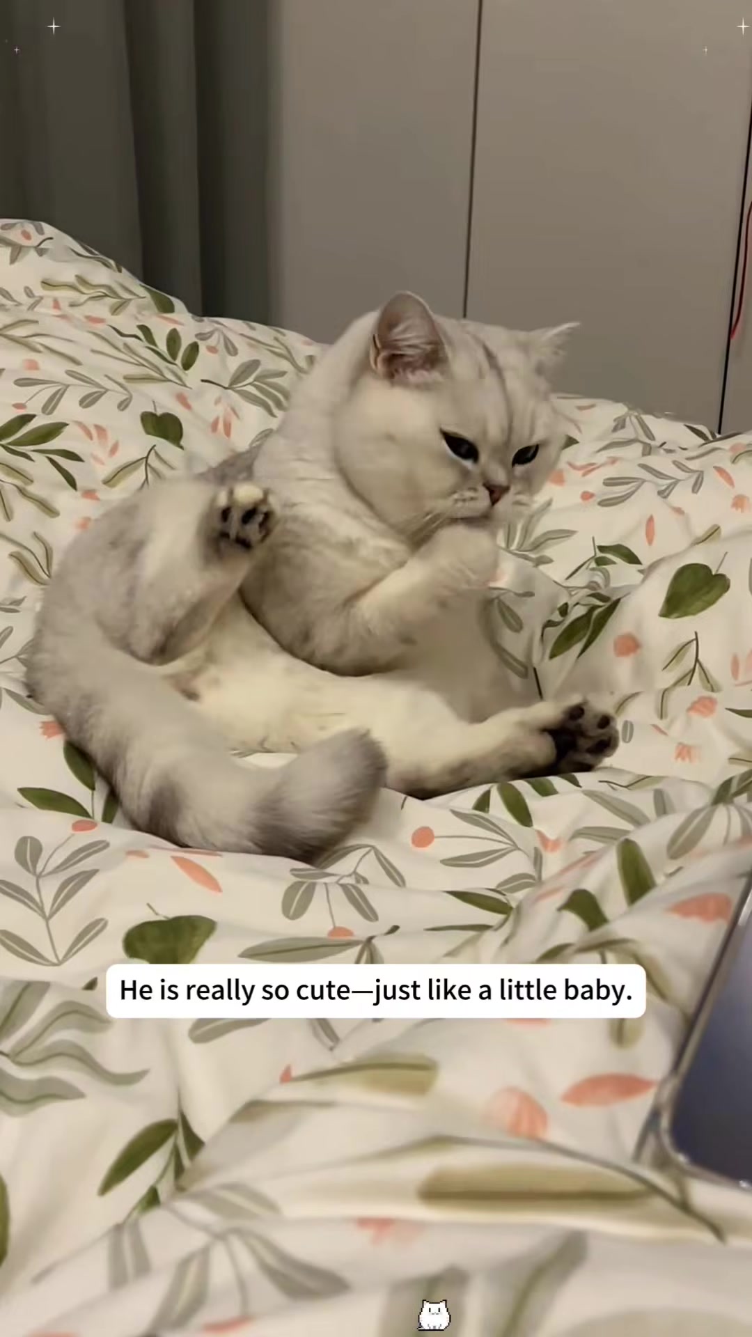 A cute, fluffy cat resting comfortably on a bed, grooming itself.