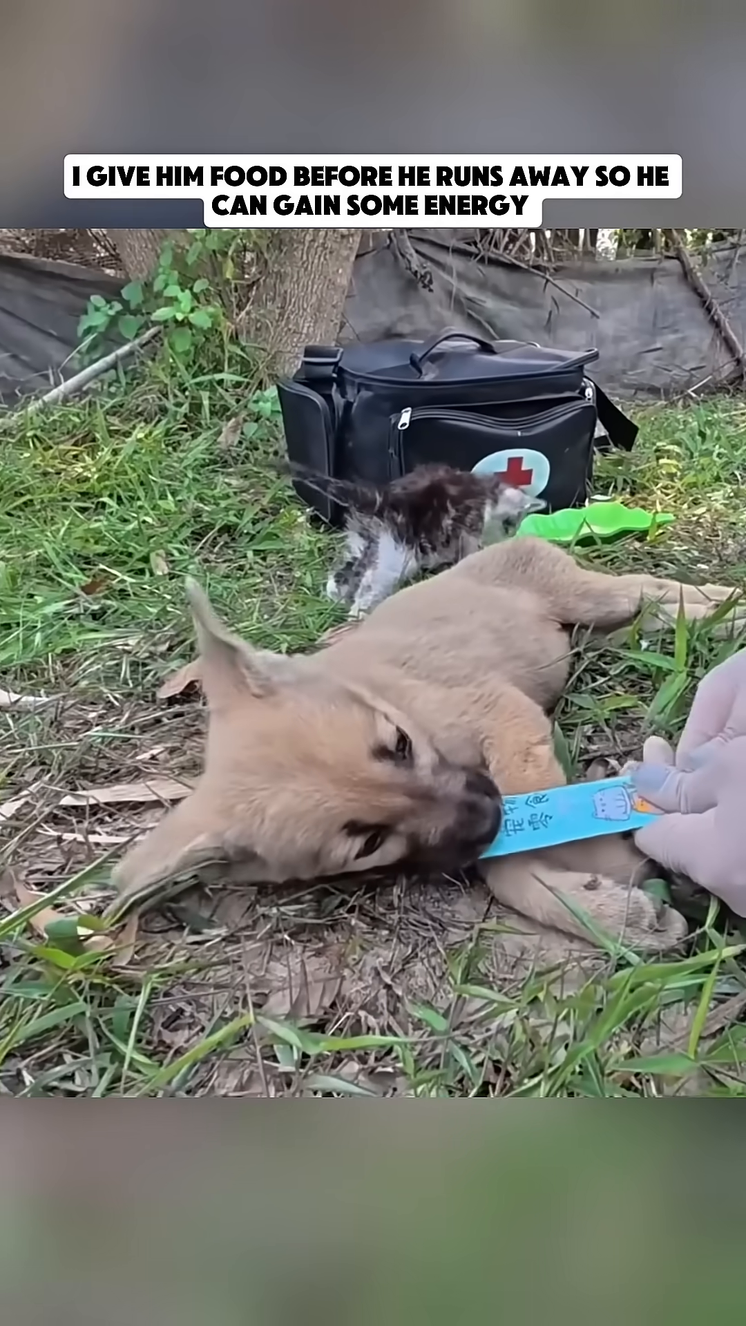 A dog and kitten eating from the same plate, showing their hunger and recovery.