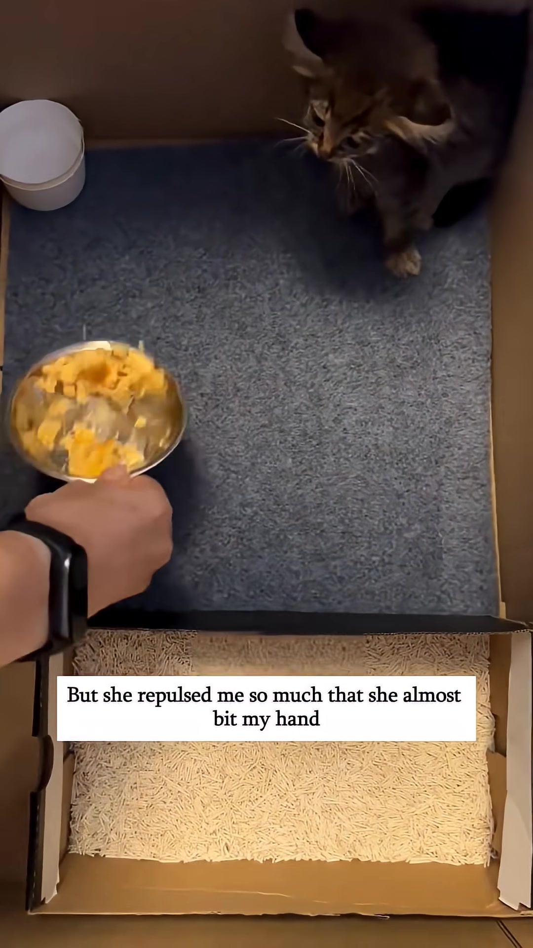 The kitten hesitates to eat, looking fearful as food is offered.