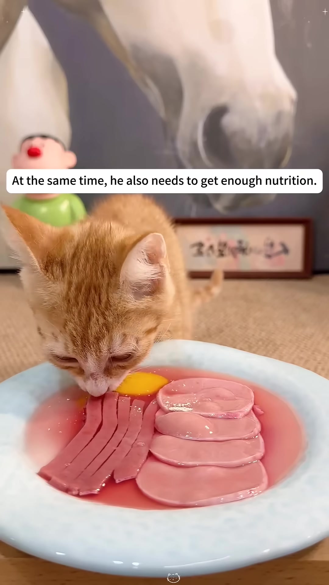 The kitten eagerly eats from a plate of nutritious food.