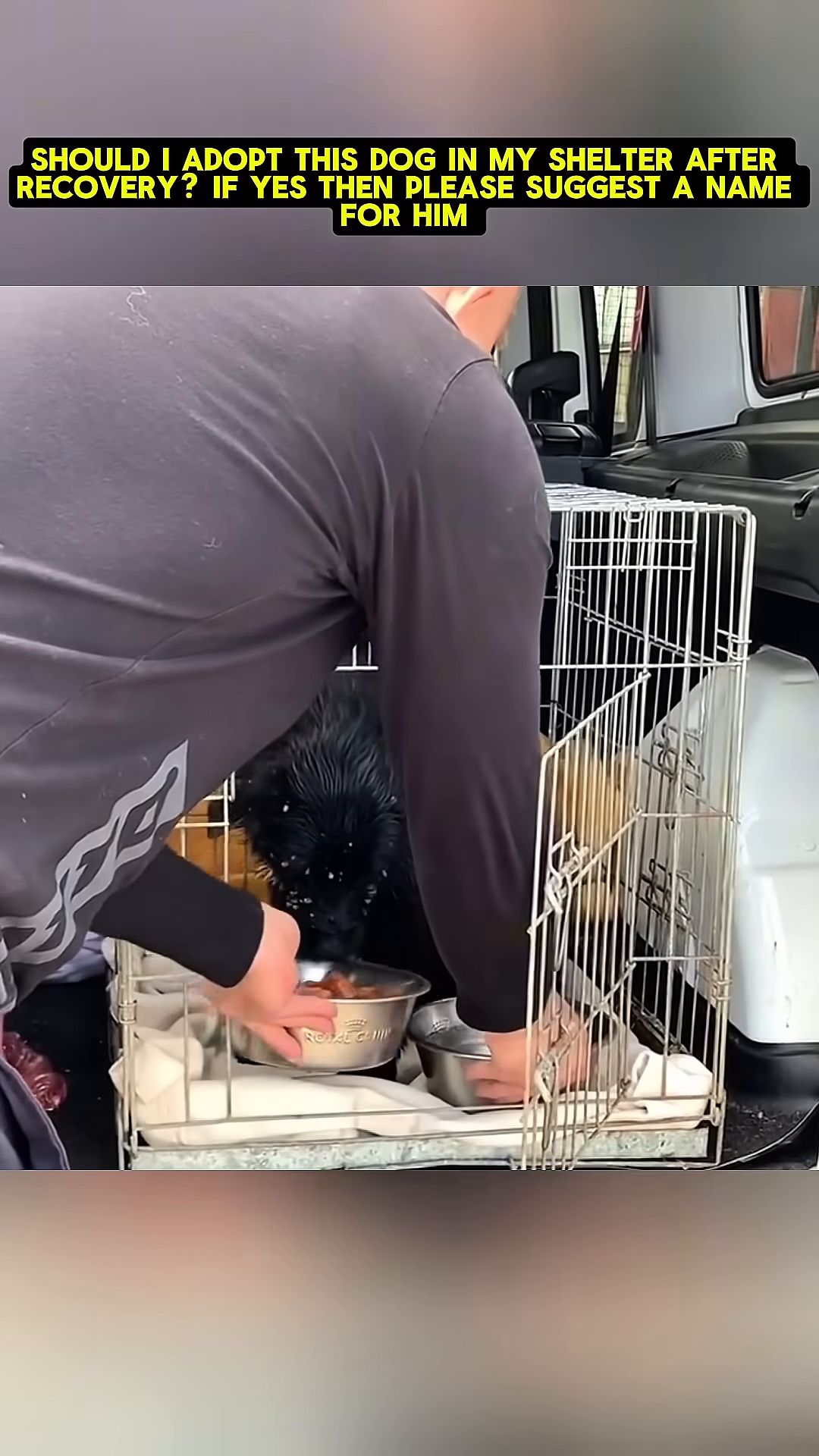 The dog, now cleaner and calmer, eating from a bowl inside a crate at the shelter.
