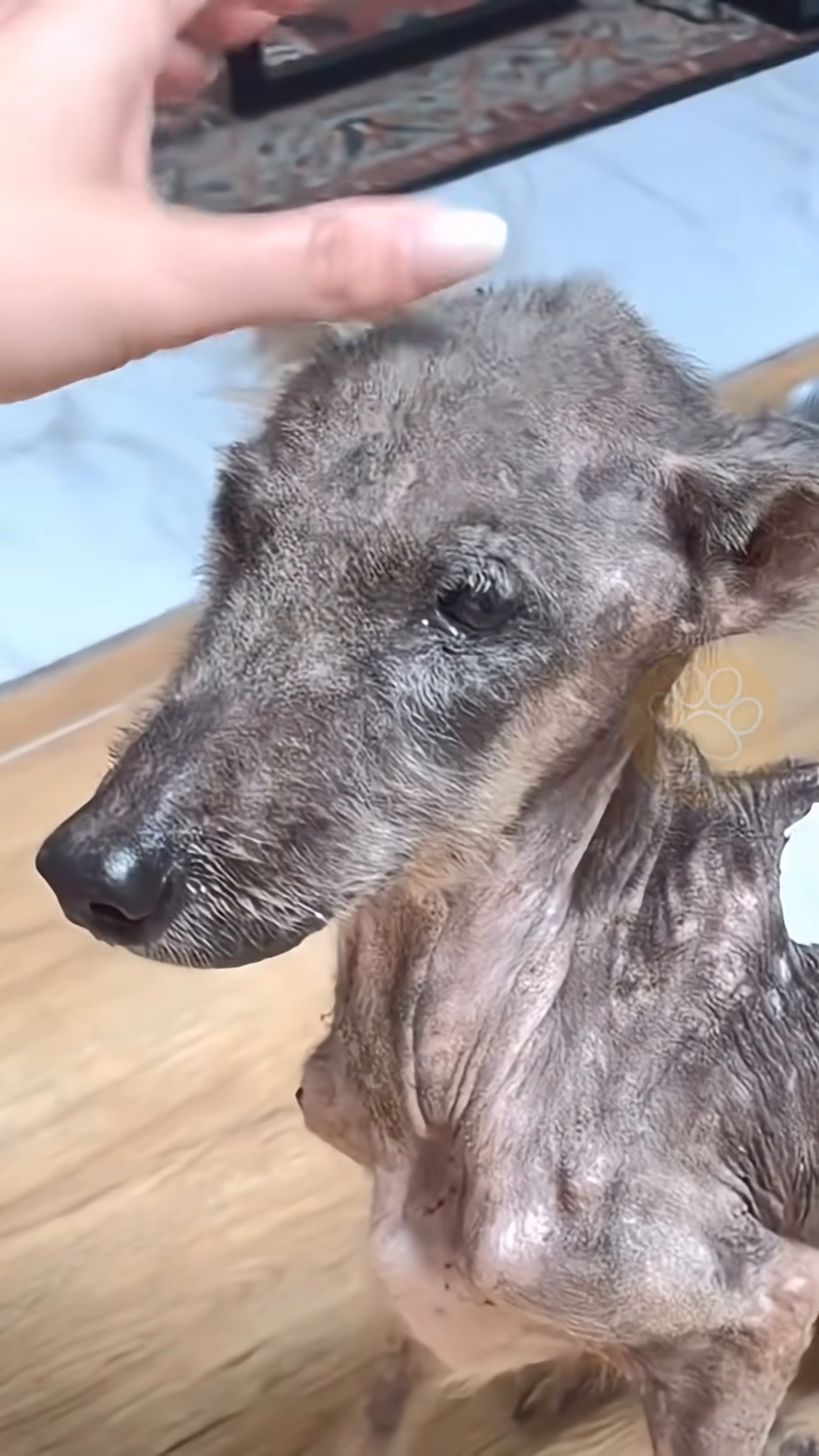The dog's fur is starting to grow back, and she appears more alert and healthy.