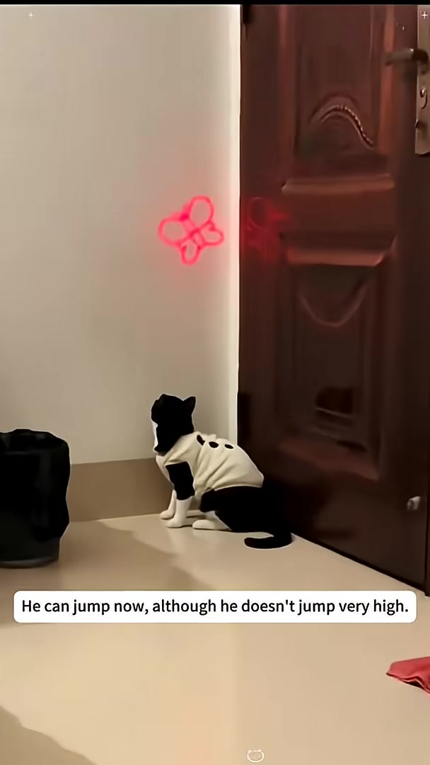 A black and white cat wearing a white shirt with black dots is sitting and looking up at a red butterfly projection on the wall.