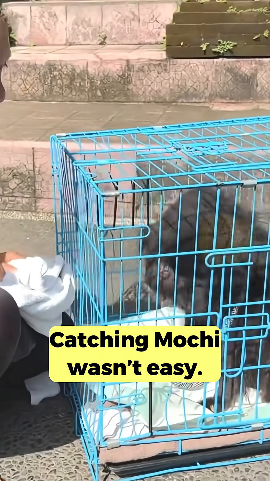Mochi resting in a clinic bed, with an IV line attached.