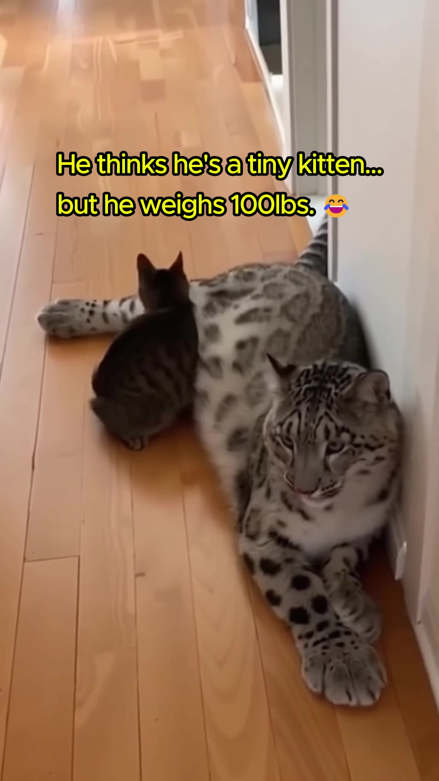 The large snow leopard cub playfully interacting with its mother cat.