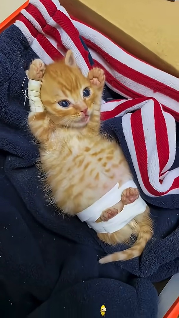 A kitten being petted with a brush, looking happy and playful.