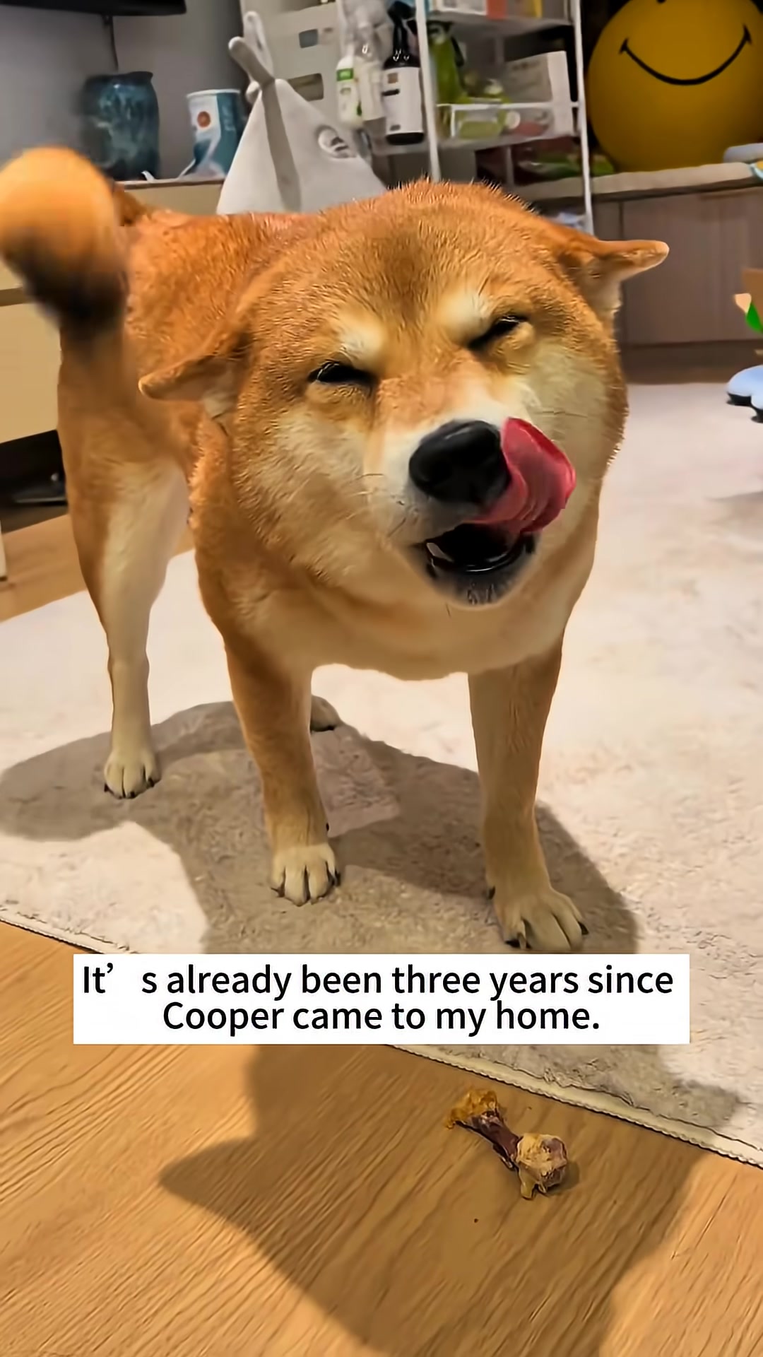 A happy Shiba Inu dog licking its lips, looking content.