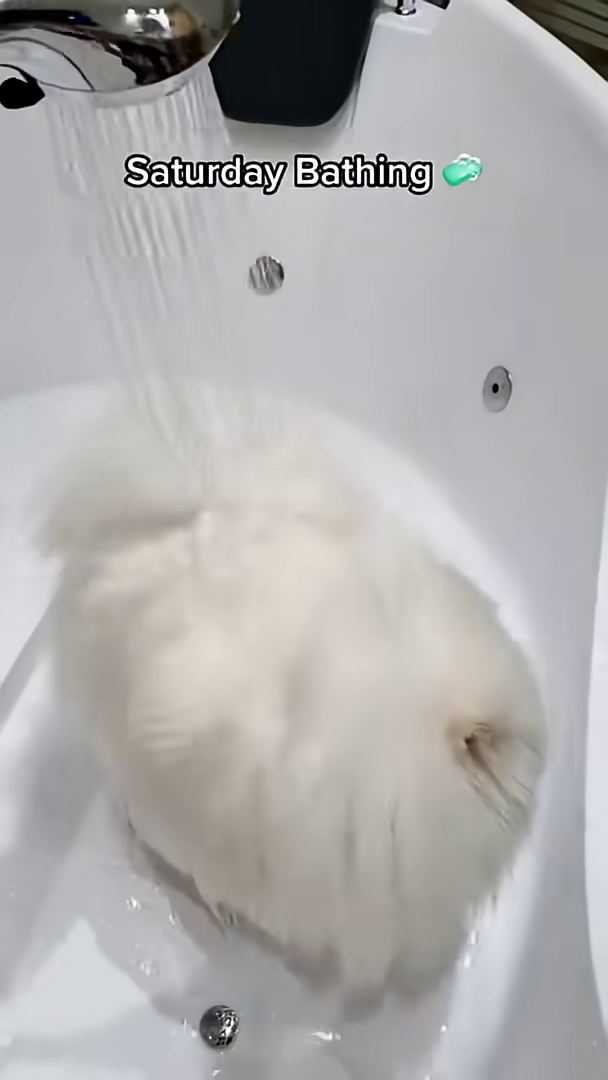 A happy, wet white dog with a pink tongue out stands in a bathtub.