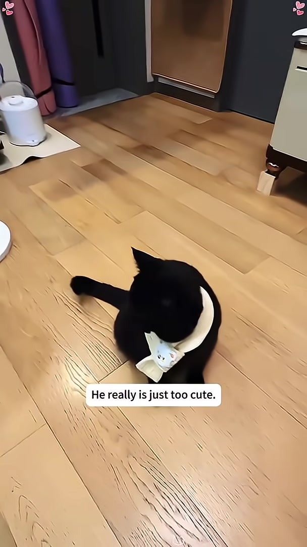 A black cat wearing a bandana sits on a wooden floor, looking directly at the camera.