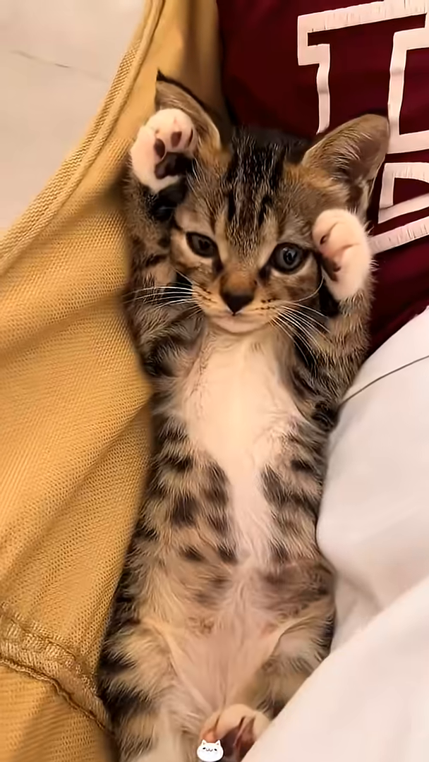 A kitten playfully rolls on its back, showing trust and comfort.