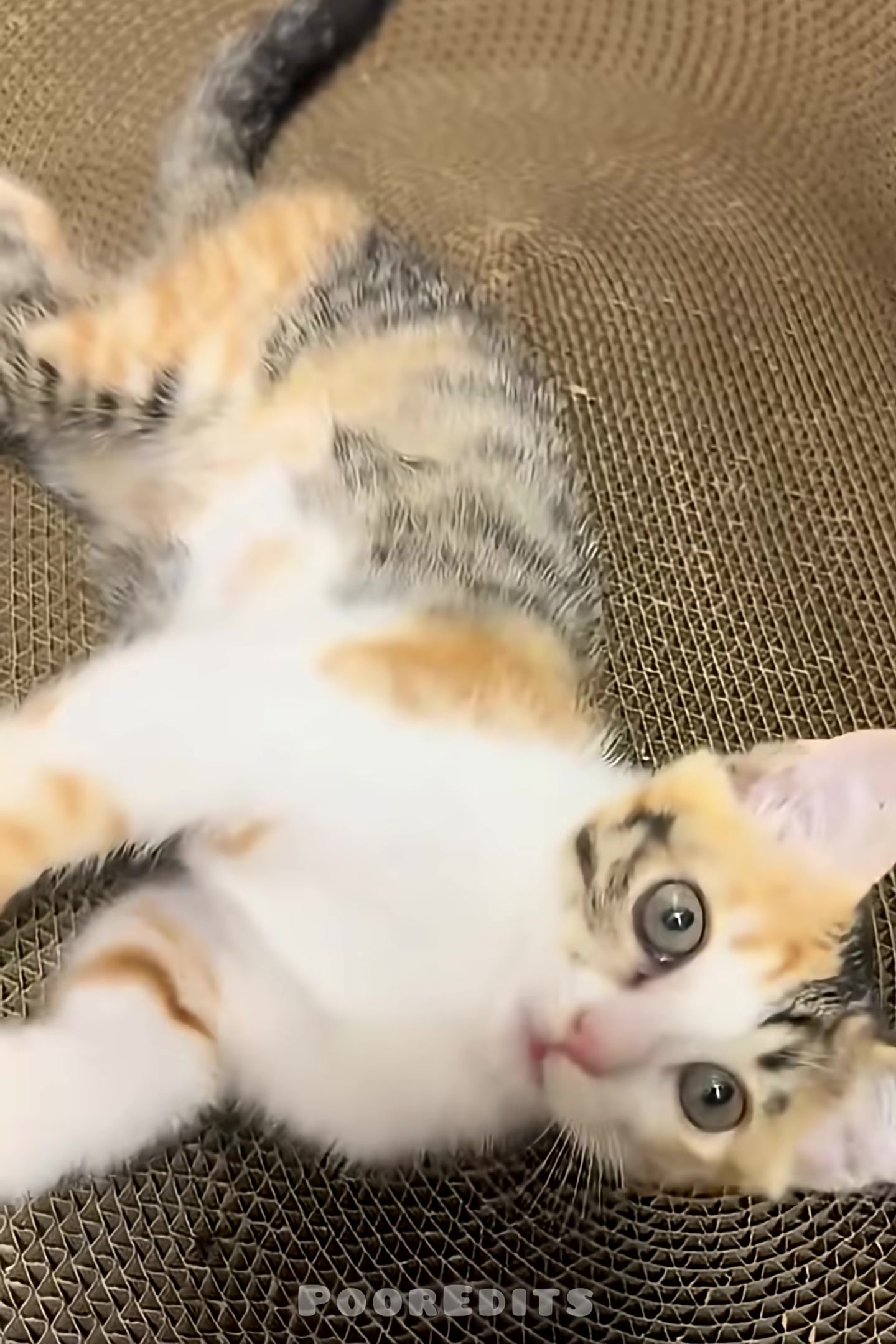 A playful kitten rolls on its back, its eyes bright and alert.